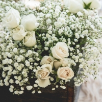 beautiful soft white palette of flowers